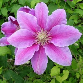 Clematis 