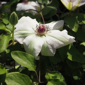 Clematis 