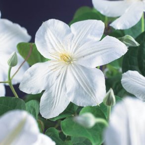 Clematis 