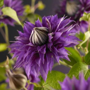 Clematis Multiblue