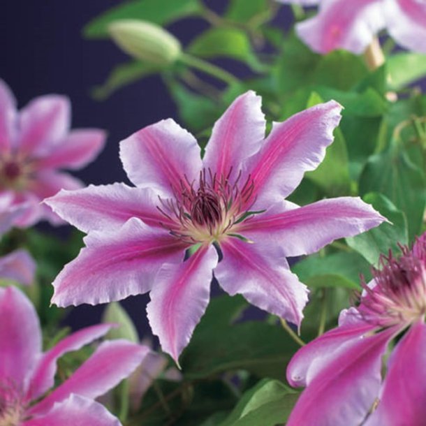 Clematis "Nelly Moser"