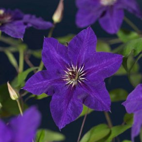 Clematis 