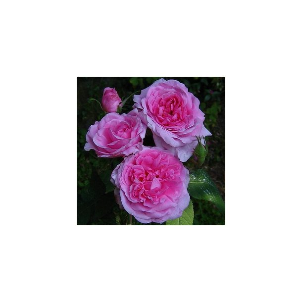 Rose "Comte De Chambord"