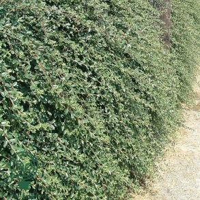 Cotoneaster 