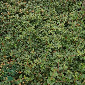 Cotoneaster 