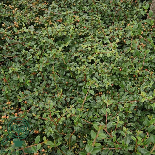 Cotoneaster "Rami"