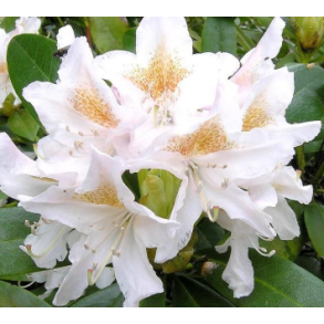 Rhododendron 
