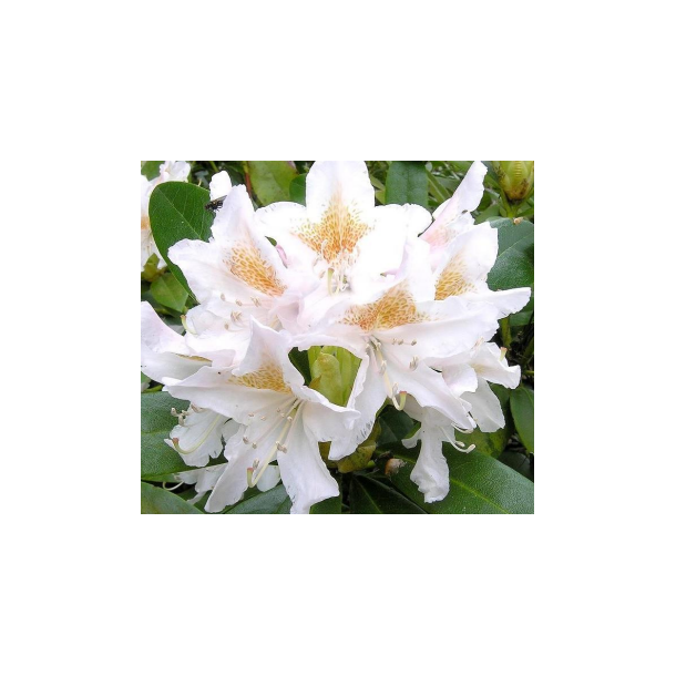 Rhododendron "Cunningham's White"