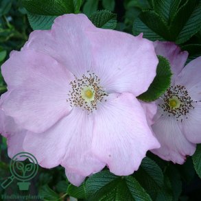 Rose 'Fru Dagmar Hastrup'