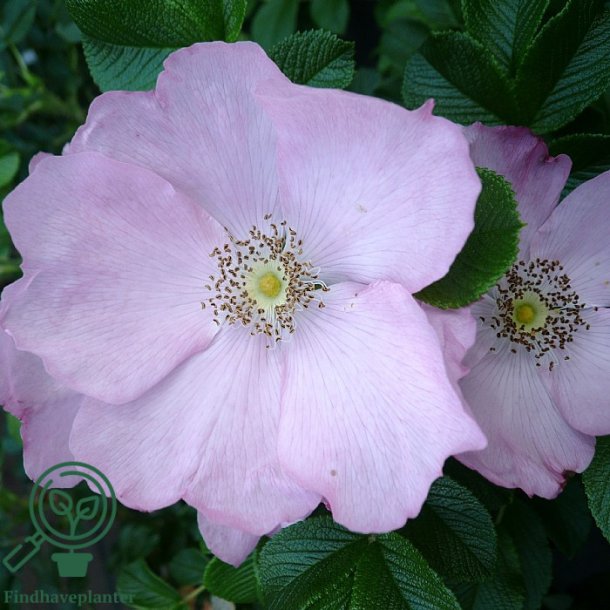 Rose 'Fru Dagmar Hastrup'