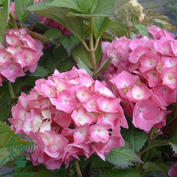 Hortensia "Dorthea"