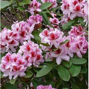 Rhododendron 'Belami'