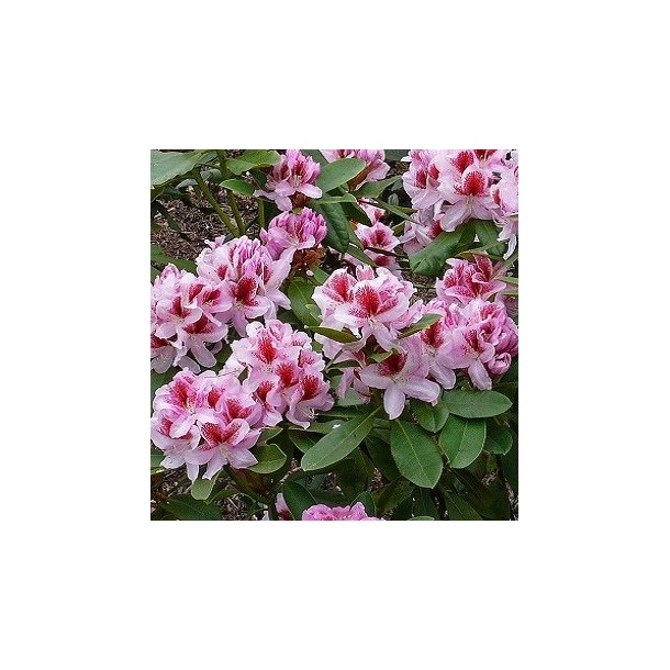 Rhododendron 'Belami'