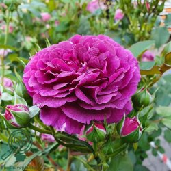 Rose 'Ebb Tide'