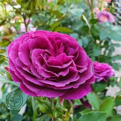 Rose 'Ebb Tide'