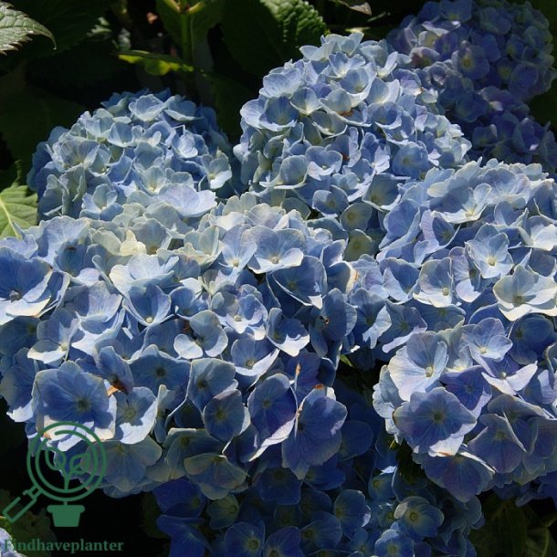 Hortensia "Elisa"