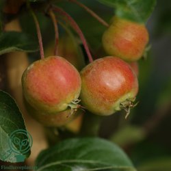 Paradis�ble "Evereste"