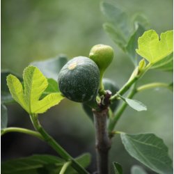 Figentr� Bornholmsk