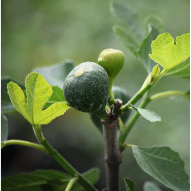 Figentr� Bornholmsk