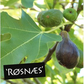 Figentr� 'R�sn�s'