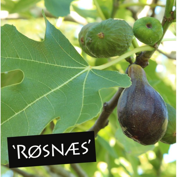 Figentr� 'R�sn�s'