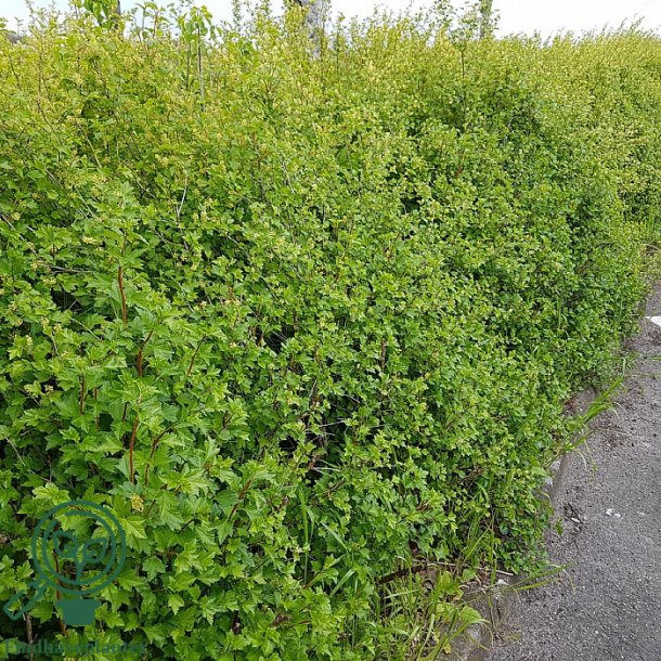 Fjeldribs "Ribes Alpinum" 120/130cm