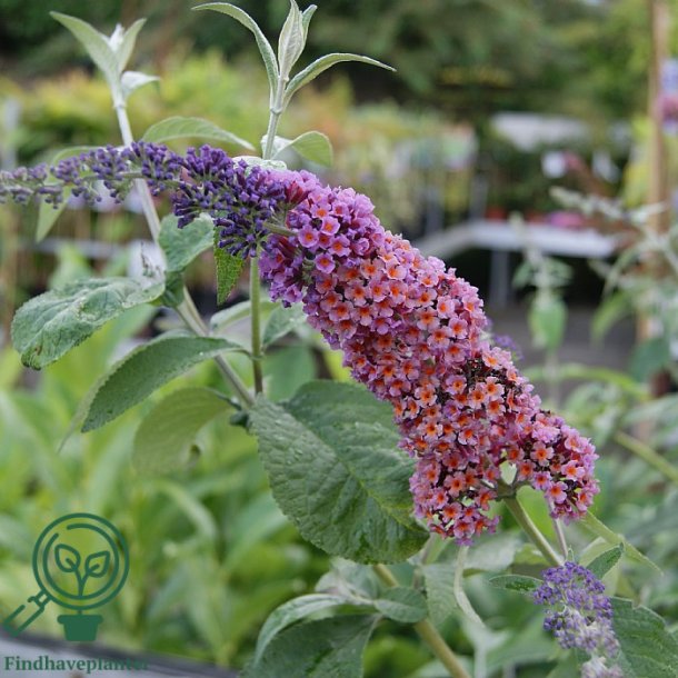 Buddleja "Flower Power"