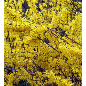Forsythia Bdt/10stk