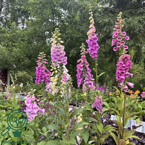 Digitalis purpurea 'Foxy'