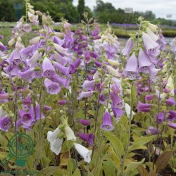 Digitalis purpurea 'Foxy'