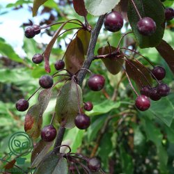 Paradis�ble "Freja"