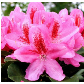Rhododendron 