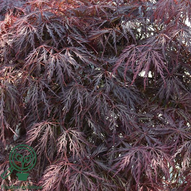 Japansk Ahorn "Garnet"