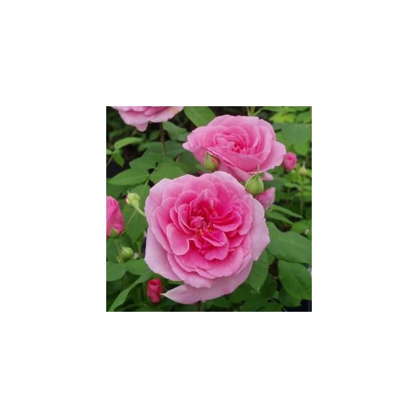 Rose "Gertrude Jekyll"