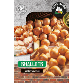 Skalottel�g 'Golden Gourmet'