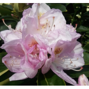 Rhododendron 