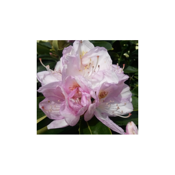 Rhododendron "Gomer Waterer"