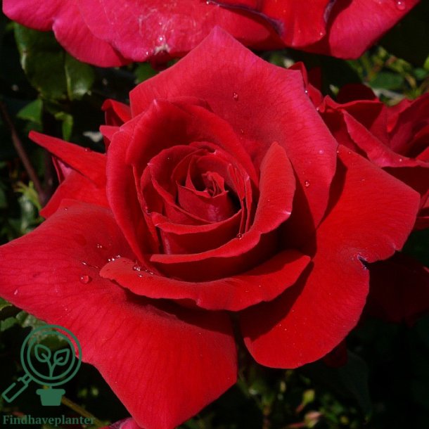 Rose 'Hanne'
