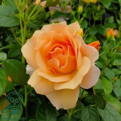 Rose 'Hansastadt Rostock'
