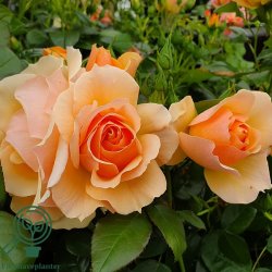 Rose 'Hansastadt Rostock'
