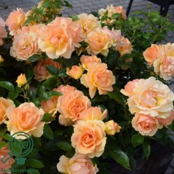 Rose 'Hansastadt Rostock'