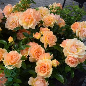 Rose 'Hansastadt Rostock'