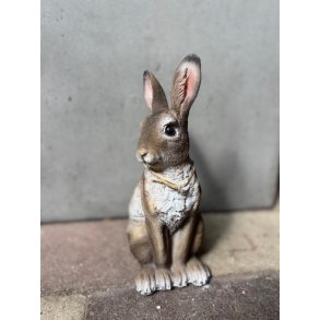Hare siddende