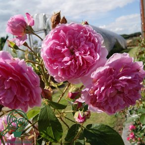 Rose 'Harlow Carr'