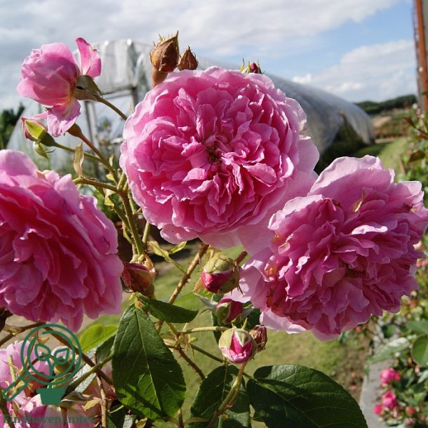 Rose 'Harlow Carr'