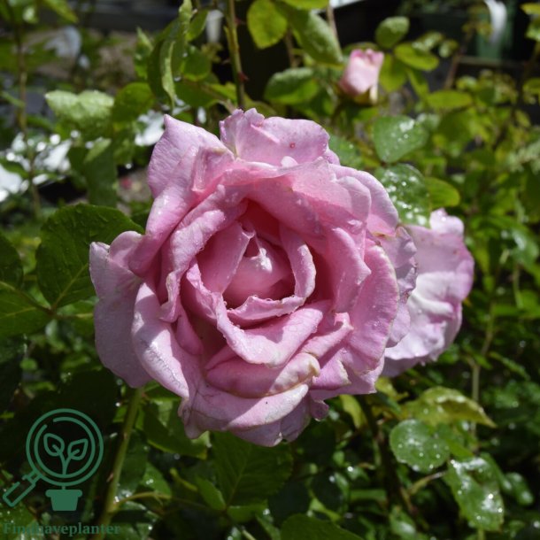 Rose 'Hella Joof'
