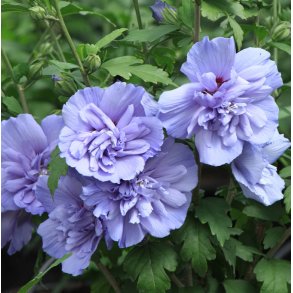 Syrisk rose 'Blue Chiffon'