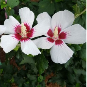 Syrisk rose 'Little Legends White'