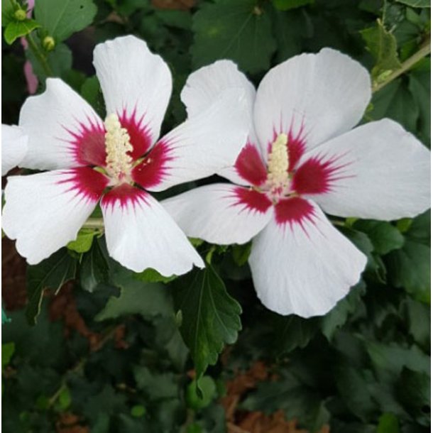 Syrisk rose 'Little Legends White'