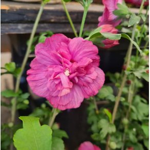 Syrisk rose 'Magenta Chiffon'